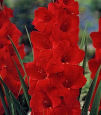 Gladiola červená Hunting song - Hunting song gladiolus - predaj cibuľovín - 3 ks