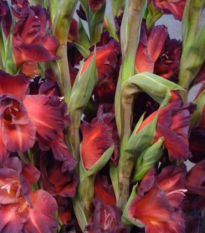 Gladiola čokoládová - Gladiolus - cibuľky - 3 ks