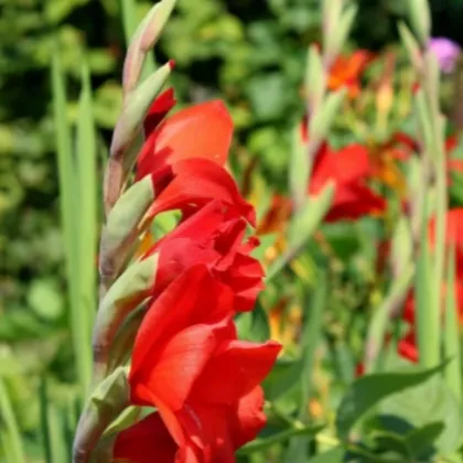 Gladiola Nanus Mirela - Gladiolus nanus mirela - predaj cibuľovín - 3 ks