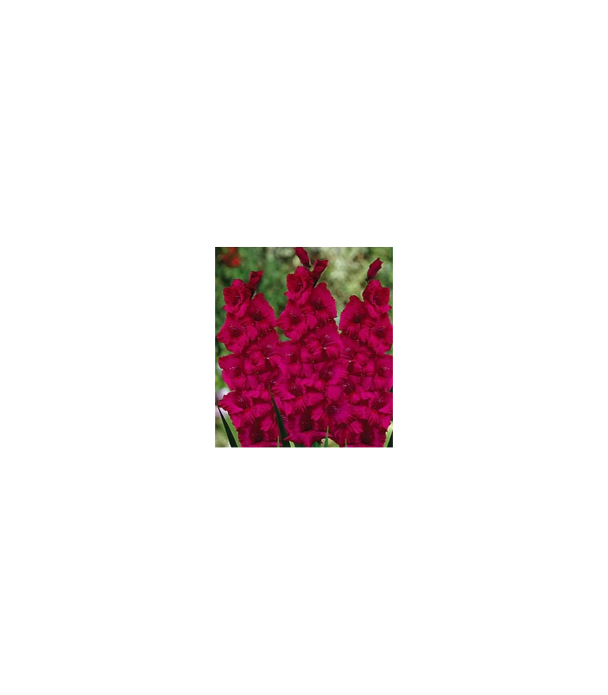 Gladiola Plum Tart - Gladiolus byzantinus - predaj cibuľovín - 3 ks