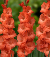 Gladiola oranžová - Gladiolus communis - predaj cibuľovín -  3 ks