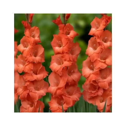 Gladiola oranžová - Gladiolus communis - predaj cibuľovín -  3 ks