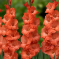 Gladiola oranžová - Gladiolus communis - predaj cibuľovín -  3 ks