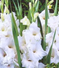 Gladiola White Prosperity - Gladiolus - predaj cibuľovín - 3 ks