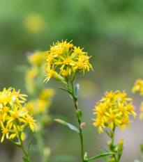 Zlatobyľ obyčajná - Solidago virgaurea - semiačka - 10 ks