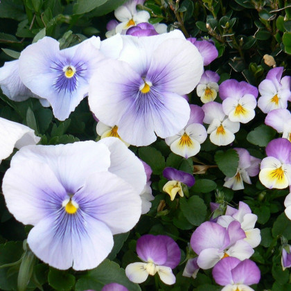 Fialka rohatá Sorbet Icy Blue  - Viola cornuta - predaj semien - 20 ks