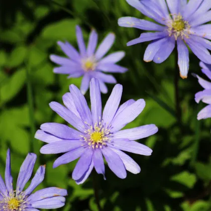 Veternica Blue Shades - Anemone blanda - predaj cibuľovín - 3 ks