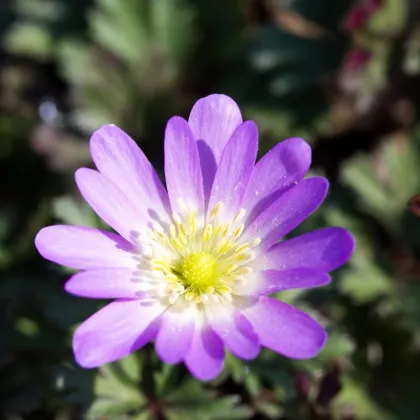 Sasanka vábna Pink Star - Anemone blanda - predaj cibuľovín - 3 ks