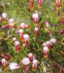 Šťaveľ dvojfarebný - Oxalis versicolor - predaj cibuľovín - 1 ks