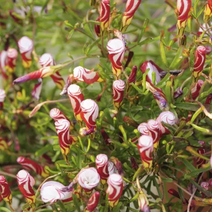 Šťaveľ dvojfarebný - Oxalis versicolor - predaj cibuľovín - 1 ks