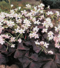 Šťavel trojhranný - Oxalis triangularis - predaj cibuľovín - 3 ks