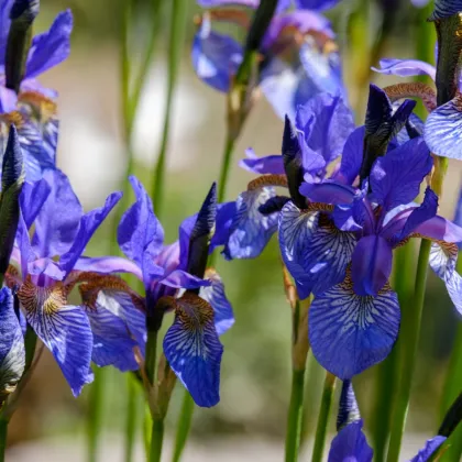 Kosatec nízky Little Sapphire - Iris pumila - predaj hľúz - 1 ks