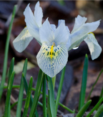 Kosatec sieťkovaný biely - Iris reticulata - predaj cibuľovín - 3 ks