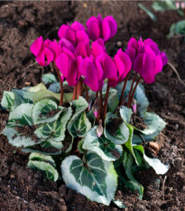 Cyklámen - Cyclamen coum - predaj cibuľovín - 1 ks