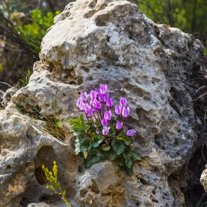 Cyklamén - Cyclamen cilicium - predaj cibuľovín - 1 ks