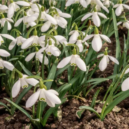 Snežienka jarná - Galanthus nivalis - predaj cibuľovín - 3 ks