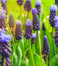 Modrica širokolistá - Muscari latifolium - predaj cibuľovín - 5 ks