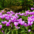 Cyklamén brečtanolistý - Cyclamen Hederifolium - predaj cibuľovín - 1 ks