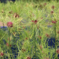 Cesnak okrasný Hair - Allium - predaj cibuľovín - 3 ks