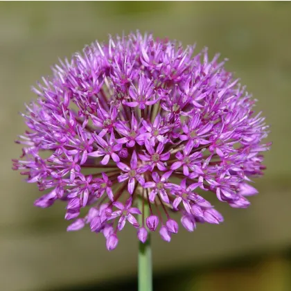 Cesnak Red Giant - Allium - predaj cibuľovín - 3 ks