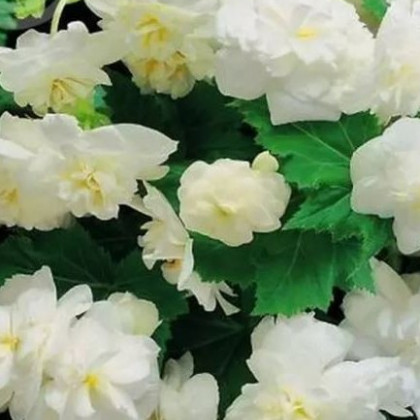 Begónia drobnokvetá biela - Begonia multiflora maxima - predaj cibuľovín - 2 ks