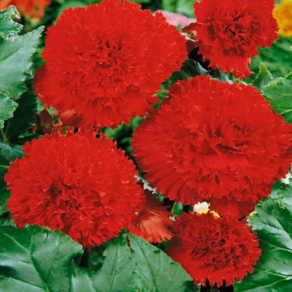 Begónia štipenitá červená - Begonia fimbriata - predaj cibuľovín - 2 ks