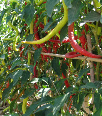 Paprika Beros Kozí roh - Capsicum annuum - semiačka - 15 ks