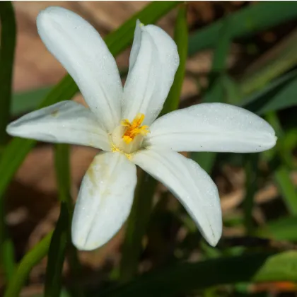 Scilla biela - Scilla siberica alba - predaj cibuľovín - 3 ks