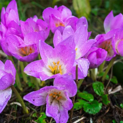 Jesienka Lilac Wonder - Colchicum - predaj cibuľovín - 1 ks