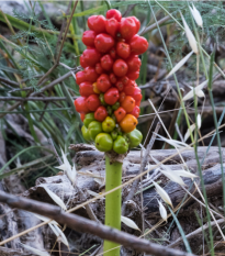 Áron červený - Arum italicum - predaj cibuľovín - 2 ks