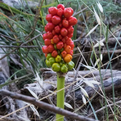 Áron červený - Arum italicum - predaj cibuľovín - 2 ks