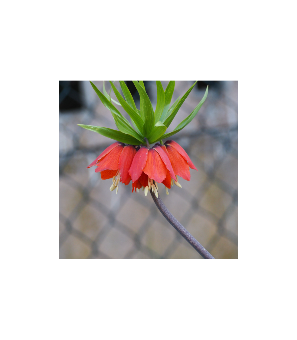 Korunkovka kráľovská červená - Fritillaria imperialis rubra - predaj cibuľovín- 1 ks