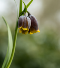 Korunkovka Uva Vulpis - Fritellaria - predaj cibuľovín - 5 ks