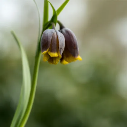 Korunkovka Uva Vulpis - Fritellaria - predaj cibuľovín - 5 ks