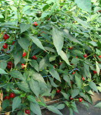 Paprika Koral - Capsicum annuum - Semiačka - 40 ks