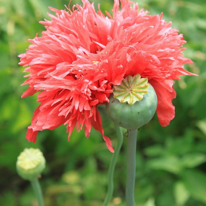 Mak siaty Rose Feathers - Papaver somniferum - predaj semien - 200 ks