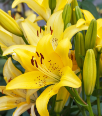 Ľalia Yellow Tiger - Lilium Lancifolium - predaj cibuľovín - 1 ks