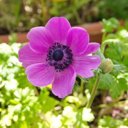 Sasanka Sylphide - Anemone sylphide - predaj cibuľovín - 3 ks