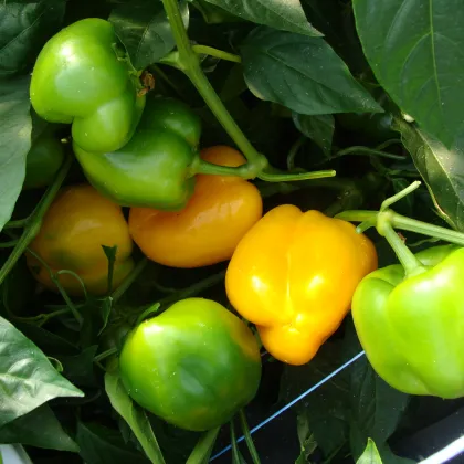 Paprika Afrodita - Capsicum annuum - semiačka - 20 ks