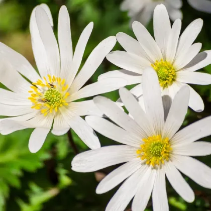 Sasanka vábna White Splendour - Anemone blanda - predaj cibuľovín - 3 ks