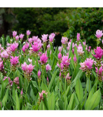 Kurkuma ružová - Curcuma alismatifolia - predaj cibuľovín - 1 ks