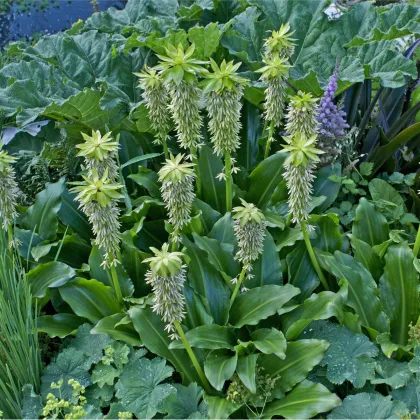 Chocholka - Eucomis bicolor - predaj cibuľovín - 1 ks