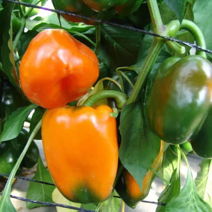 Paprika F1 Kubista ročná - Capsicum annuum - semiačka - 10 ks