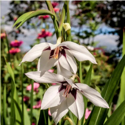 Acidanthera - Acidanthera murieale - predaj cibuľovín - 4 ks