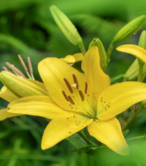 Ľalia Yellow Planet - Lilium lancifolium - predaj cibuľovín - 1 ks