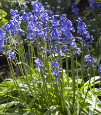 Hyacintovec španielsky modrý - Hyacinthoides hispanica - predaj cibuľovín - 5 ks