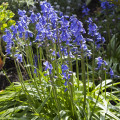 Hyacintovec španielsky modrý - Hyacinthoides hispanica - predaj cibuľovín - 5 ks