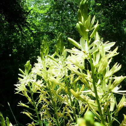 Ladoník biely - Camassia alba - predaj cibuľovín - 2 ks