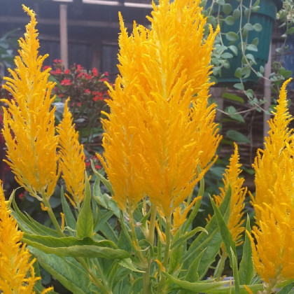 Plamenník žltý - Celosia plumosa - predaj semien - 50 ks