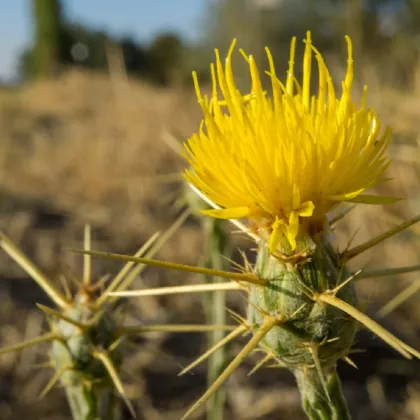 Nevädza lúčna žltá - Centaurea cyanus - predaj semien - 50 ks